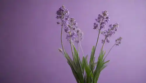 ilustración 3d, enfoque suave, ramo herbal, fondo púrpura, vapor wispy, flores delicadas, luz suave, sombras suaves, texturas naturales, atmósfera acogedor