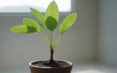 Hojas verdes