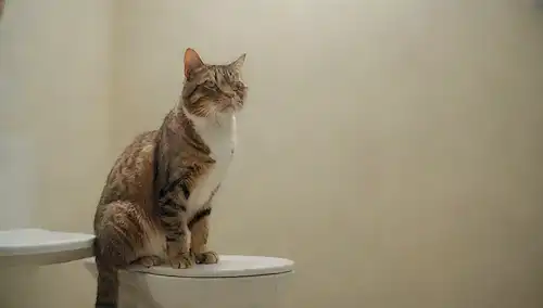 Un gato sentado en una silla de baño, rodeado de salpicaduras de agua y un baño limpio interior con toallas y cepillos de dientes, acompañado de una expresión humana curiosa