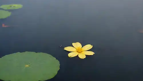 Una piscina poco profunda de agua clara con suaves ondas