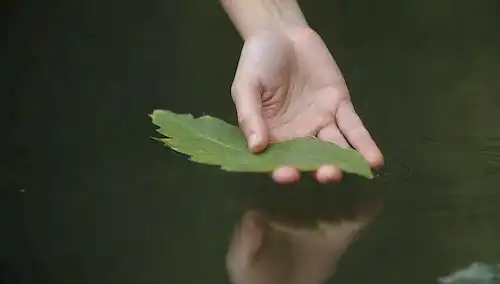 Un recipiente poco profundo con agua quieta, unas pocas hojas flotantes, una suave onda sobre la superficie, una mano que sostiene una hoja cercana, un fondo tranquilo y sereno, luz natural suave, sin sombras afiladas, colores mínimos, enfocarse en la reflexión de las aguas