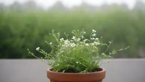 Viñas verdes, tallos de gemela, delicadas flores blancas, pequeñas hojas, una olla o un planter, enfoque suave, iluminación natural, rocío matinal, atmósfera desbordante sutil, fondo texturado