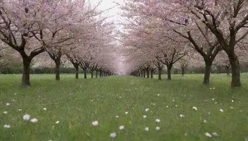 Un exuberante campo verde con flores de cerezo en plena floración, unos pocos árboles dispersos alrededor, suave luz solar filtrando a través de las hojas, delicadas flores rosas y blancas en exhibición
