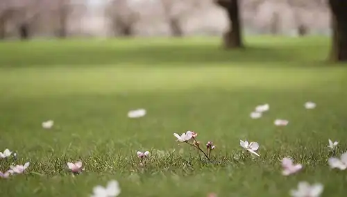 Un exuberante prado verde con unas cuantas flores de cerezo dispersas alrededor, un día cálido soleado, una suave brisa hojas de frote, un enfoque suave en las flores, fondo borroso, texturas naturales, colores vibrantes, atmósfera lúdica y acogedor