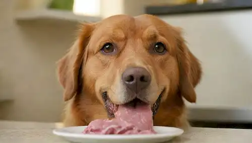 Un disparo de cerca de una cara de perros, con un toque de flauta alrededor de la boca y una expresión ligeramente preocupada; en el fondo, imágenes borrosas de cuencos de comida y un mostrador de cocina; enfoque suave en la lengua de los perros que se apaga, transmitiendo una sensación de relajación