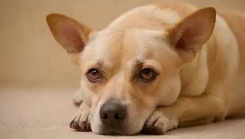 Un perro acostado sobre un fondo beige, con una expresión preocupada en su cara; unos pocos vasos sanguíneos visibles alrededor de sus ojos, parecidos a las venas rojas; un brillo sutil de color amarillo naranja alrededor de su vientre; una ligera pufisidad en su cola y patas; una imagen débil de un corazón a la distancia