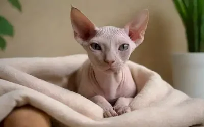 Un gato sphynx se curó en una bola