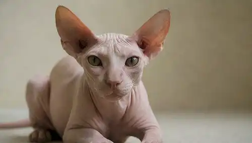 Un gato Sphynx sin pelo, acostado sobre una superficie suave, mirando directamente al espectador con ojos brillantes, teniendo una sonrisa sutil, rodeado de un fondo minimalista, con sombras suaves y relieves, transmitiendo serenidad y tranquilidad