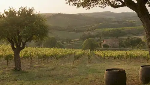 Viñedos con colinas rodantes, valles verdes y paredes de piedra; barricas de vino rústicos y robles en primer plano; una luz cálida y dorada con sombras destacando vides antiguas