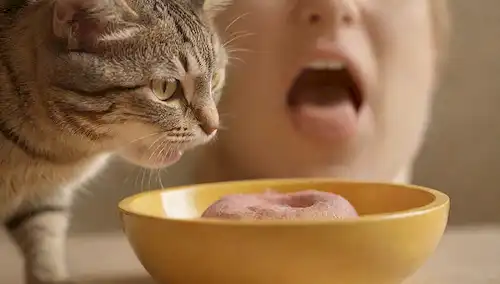 Una foto de cerca de una boca de gatos, lengua fuera, lamiendo excesivamente, con un humano preocupado en el fondo, sosteniendo un tazón o post rasguño, y un sutil gradiente borroso de colores ansiosos como amarillo y naranja