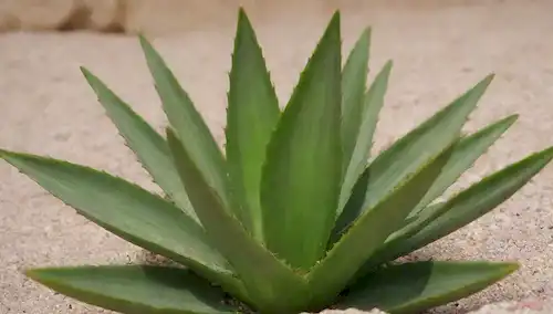 Una planta verde aloe vera exuberante con hojas gruesas y carnosas, creciendo en suelos bien drenantes, rodeados de guijarros o pequeñas rocas, bajo luz natural suave y cálida, posiblemente con unas gotas de agua sobre sus hojas, y un fondo sutil de color beige o crema