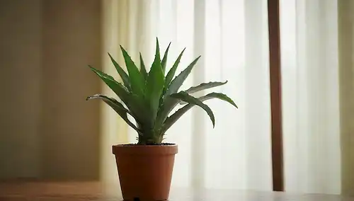 Planta Aloe vera con hojas verdes exuberantes