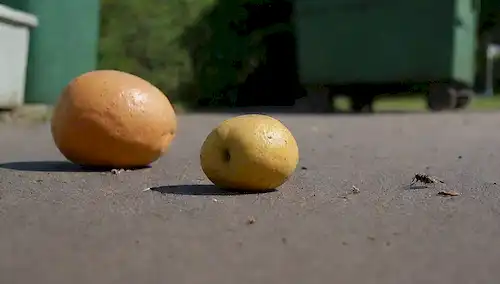 Una fruta desgastada con manchas visibles y arrugas sobre una superficie sucia, junto a una lata de basura o basurero con desperdicios desbordantes, rodeado de moscas zumbidas, transmitiendo un sentido de abandono y descomposición