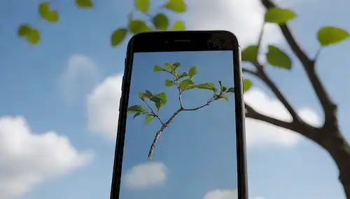Una vista de cerca de un iPhone reformado con una rama de árbol frondosa envolviéndose alrededor de él, vegetación brotando de las pantallas esquinas agrietadas, y un símbolo de reciclaje débil flotando por encima; un cielo azul brillante con nubes blancas suaves en el fondo, unas cuantas aves volando por; los iPhones en cascada ligeramente usado, pero en general limpio y brillante