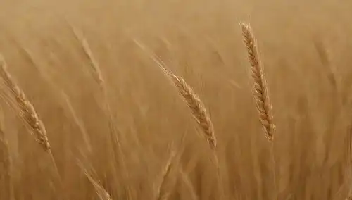 trigo dorado, granos antiguos, patrones de inspiración egipcia, movimiento suave, foco suave, iluminación cálida, texturas orgánicas, fibras naturales, detalles intrincados