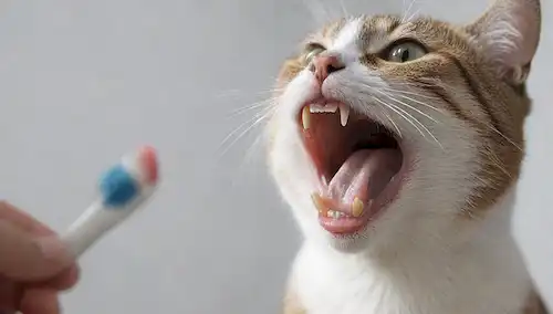Una vista de cerca de un gato feliz, con su boca abierta y la lengua hacia fuera, siendo cepillado suavemente por una mano humana sosteniendo un cepillo de dientes, en medio de un fondo de enfoque suave de los colores blanco y gris claro, transportando confianza y comodidad