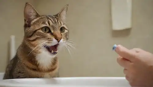 Un gato curioso sentado en un lavabo con cepillo de dientes en la boca