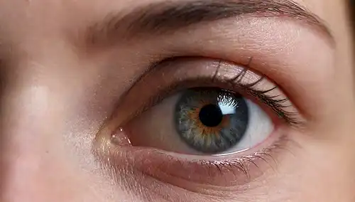 ilustración 3D, diagrama de ojos, vista de cerca de los párpados, capa translúcida, conductos de lágrimas, venas de ojos, textura de la piel, sombra sutil, fuente de luz suave