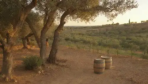 olivares españoles con luz dorada, paisajes serenas con olivos, un cielo cálido de puesta del sol, casas de piedra rústicas, elegantes barricas de vino y herramientas de agricultura vintage