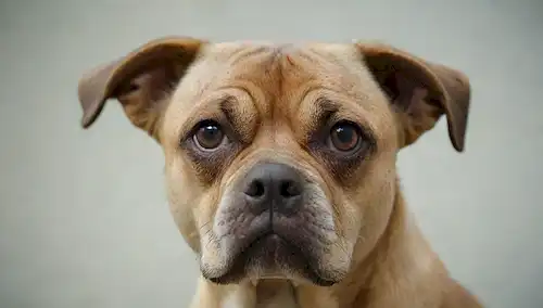 una cara de perros con la frente arrugada