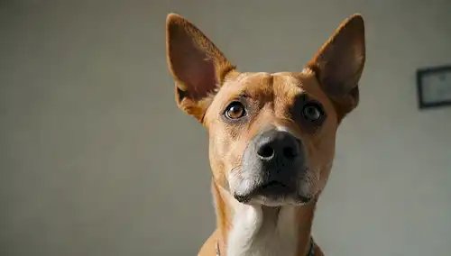 Perro confuso mirando hacia el espacio, cabeza inclinada hacia un ángulo inusual, orejas hacia atrás, cola ligeramente levantada, ojos acristalados sobre, con una sombra débil en el fondo para indicar confusión o desorientación