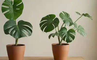 Un verde exuberante Monstera deliciosa con fenestraciones prominentes y raíces aéreas