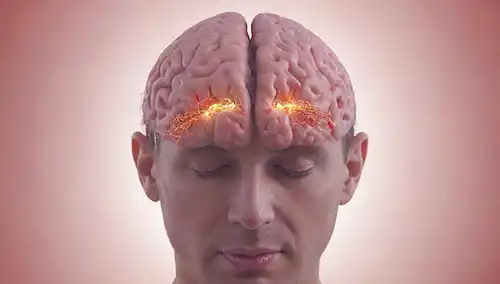 Un cerebro humano con un nervio vago destacado