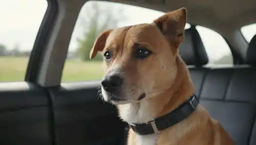ilustración 3D de un interior de coche con un perro en el asiento trasero, cinturón de seguridad hebillado, propietario mirando hacia atrás, día soleado fuera a través de ventanas inclinadas, un ambiente tranquilo, sin caos