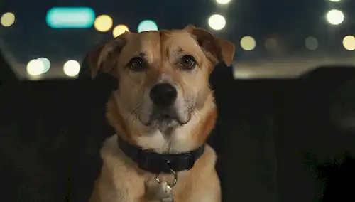 Una persona que sostiene una correa con un perro tranquilo a su lado, sentado en un coche con cinturón de seguridad, luces interiores iluminadas, con una cámara de panel visible, y un paisaje urbano o fondo de carretera