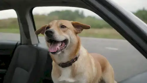 Happy dog sitting in a car, drivers hand on the wheel, scenic road view, calm atmosphere, no traffic lights or speed cameras, smile faces of passengers