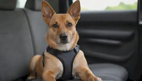 Un perro tranquilo sentado cómodamente en un asiento trasero, usando un arnés y correa, con un portaaviones de mascotas o caja de perros en primer plano, rodeado de espacio vacío para transportar seguridad y seguridad, con un sutil borrón en el fondo para sugerir movimiento