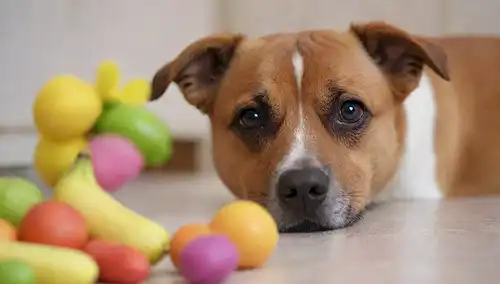 Una cara de perros feliz con una expresión curiosa