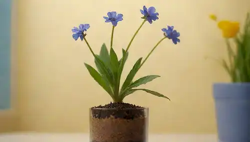 Un acercamiento de una planta de amapola floreciente con flores azules brillantes contra un fondo amarillo cálido
