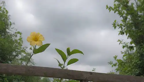 Una flor delicada y aterciopelada con un centro amarillo sutil, rodeado de hojas verdes brillantes, subiendo por un trellis de madera rústica, contra un cielo suave y nublado, con toques de exuberante follaje en el fondo, mostrando un sentido de tranquilidad y serenidad