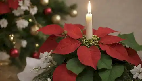 Plantas de Poinsettia, hojas rojas vibrantes, delicadas flores blancas, tallos verdes suaves, escenario festivo, ornamentos decorativos, adornos dorados, copos de nieve, brillo de vela