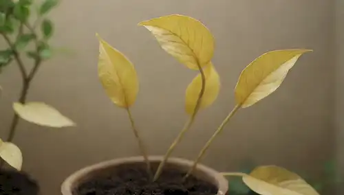 hojas amarillas en plantas cubiertas, tallos pelados, suelo seco, sobreaguas, subacuáticas, plagas, enfermedades, crecimiento fúngico, bacterias, estrés vegetal, falta de luz, deficiencia de nutrientes, raíces atadas, poda, repotting