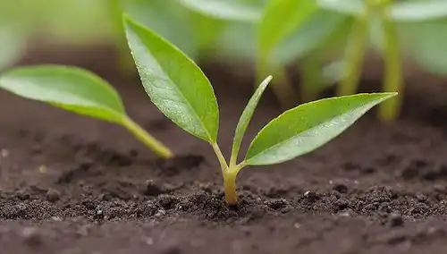 hojas verdes en un fondo blanco, con un poco de amarillo giratorio y otros de aspecto saludable; suelo o mezcla de alfarería visible, posiblemente con raíces o gotitas de agua; una planta o plantas en medio de tierra con un fondo borroso para enfatizar el follaje; luz cálida y natural; sombras suaves; un efecto gradiente sutil