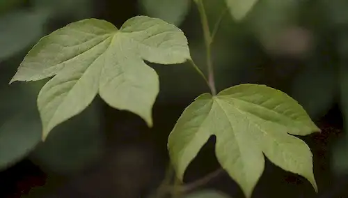 Una planta con hojas amarillas, una hoja verde saludable para la comparación, tallos droopy, suelo con niveles de humedad indicados por gradas de color, una sombra débil o reflexión para insinuar una fuente de luz