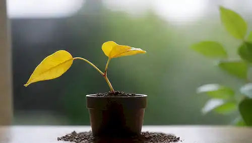 Una pequeña planta con hojas amarillas, una gota de agua transparente suspendida sobre ella, suelo con niveles de humedad varían de seco a empapado, un fondo borroso que insinúa la iluminación interior, y algunas hojas verdes frescas brotan en el fondo