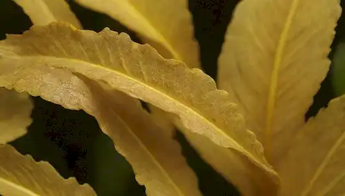 Hojas con puntas amarillas o venas, tomas de cerca, tallos de plantas, follaje, plantas cubiertas, sobreaguas, submarinas, peludas, suaves, mushy, crujientes, frágiles, secos, húmedos, bordes marrones, crujientes, curvos, encorvados, distorsionados