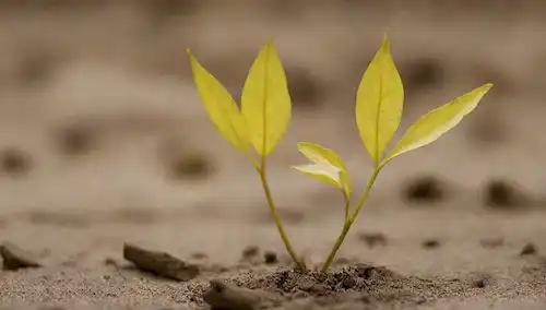 Una vista de cerca de las hojas de las plantas con mango amarillento, tal vez pelado o droopy tallos, una superficie de suelo seca y agrietada, un sutil toque de textura del suelo, un fondo borroso para enfatizar el punto focal