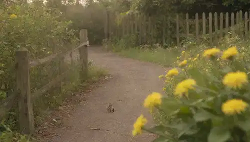 una foto de un perro, gato, y una oruga procesionaria de polilla en un jardín, con hojas y flores, una señal de advertencia, una valla, y una persona caminando, luz del sol de la tarde