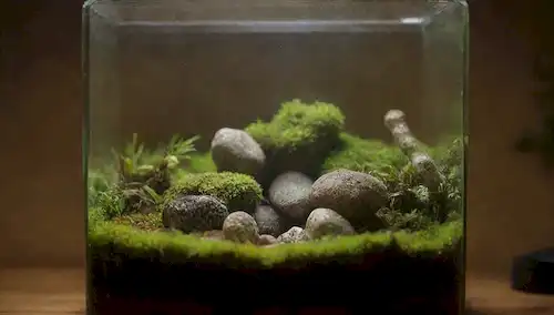 Un terrario con sistema cerrado de flujo de aire, plantas, rocas decorativas y madera cubierta por musgo, rodeado de un recipiente de vidrio o acrílico con condensación visible en el interior