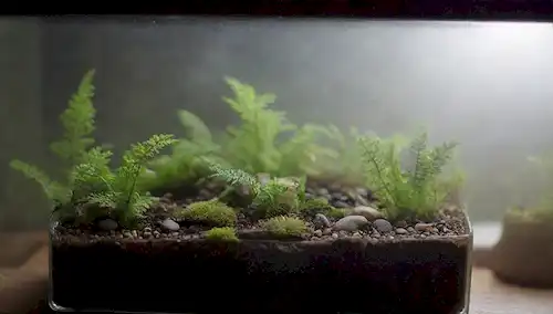 un terrario con plantas de grava y macetas rodeadas de niebla o niebla, vista de cerca de una sola hoja siendo regada, un recipiente de vidrio lleno de suelo y plantas pequeñas, una caja de tablones transparentes con musgo húmedo y helechos, un plato poco profundo de guijarros y tierra húmeda, un ecosistema de miniatura con vegetación exuberante y vapor sutil