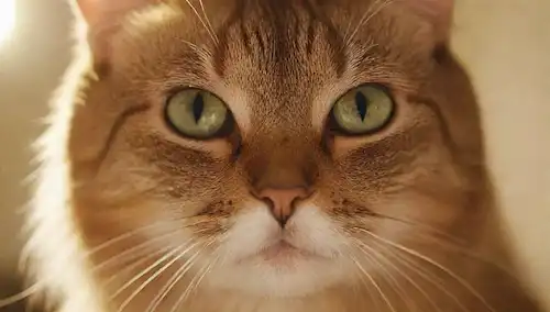 Whiskers, cara de gato, pupilos verticales, luz brillante, sombras sutiles, tonos cálidos, expresión curiosa, fondo juguetón, posiblemente un rayo de sol o haz de luz