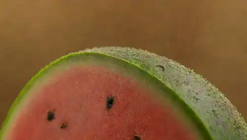 Un disparo de cerca de una cáscara de sandía contaminada con moho verde creciendo sobre ella