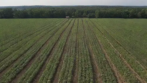 Campos con hileras de cultivos, equipos de granja de precisión, invernaderos, sistemas de riego, sensores adheridos a plantas, drones voladores sobrecarga, agricultores monitoreando datos en tabletas, herramientas de muestreo de suelo, pastoreo de ganado en campos, árboles con ramas de precisión