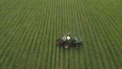 Campos de cultivos verdes exuberantes