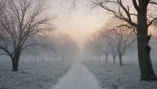 viñedos de vino helado, paisaje frondoso, atmósfera de niebla, bosque de niebla, árboles de nieve, delicados cristales de hielo, tonos terrenales, cielos invernales, sombras sutiles