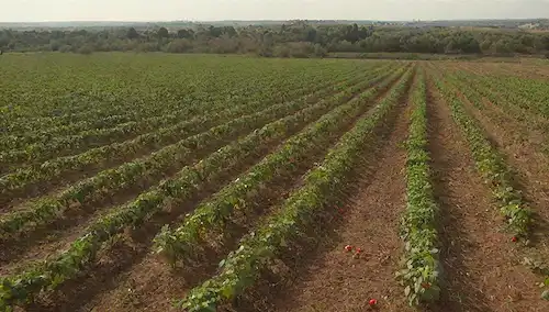campos con fresas maduras en febrero